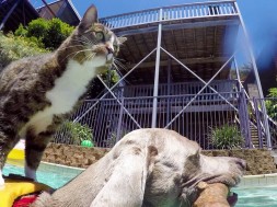 Krótki film o tym jak psy niedogadują się z kotami, koty nienawidzą wody itd